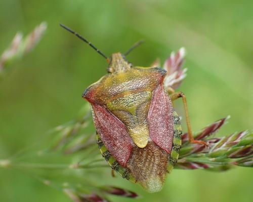 Réf. 233 463 : Carpocoris purpureipennis